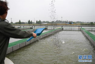 浙江湖州 跑道養魚新變革，畜牧漁業飼料銷售迎契機
